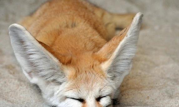 乾富策略 路边捡到小奶狐，朋友劝我赶紧扔，一年后它竟成了看家神器