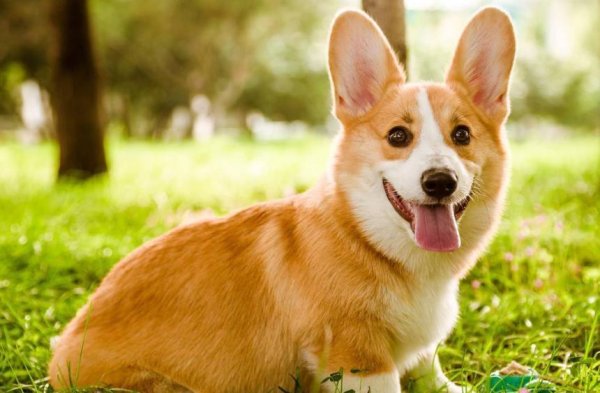 益阳指 养宠物狗的好处多多，但你要注意这些事情！